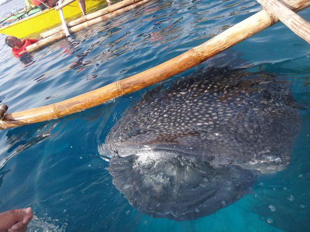 Whale Shark Watching in Oslob: A Must-Experience Adventure in Cebu