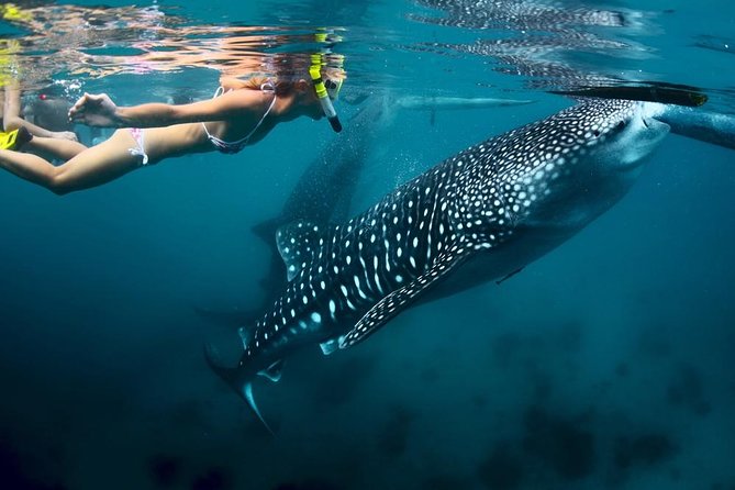 Whale shark in Moalboal